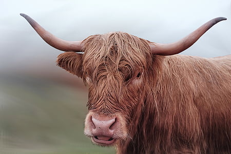 selective photo of brown cattle thumbnail