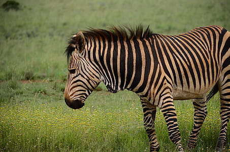 wildlife photography of zebra on grass thumbnail