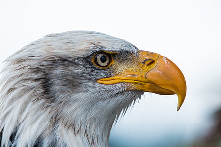 bald eagle selective-focus photography thumbnail