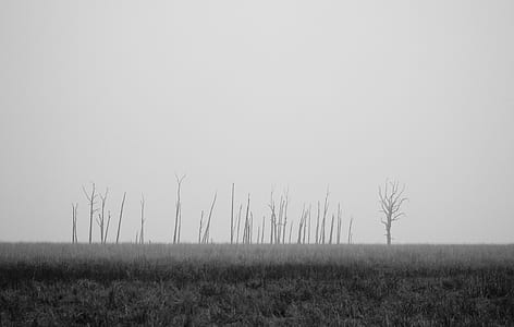 grayscale of bare tree thumbnail