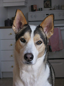 close-up photography of short-coated black and white dog thumbnail