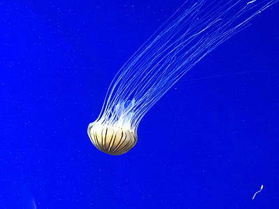 white jelly fish underwater thumbnail