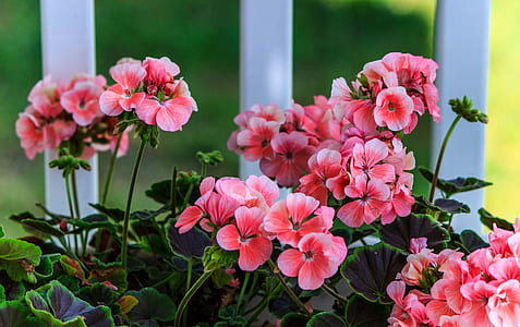photo of pink petaled flowers thumbnail