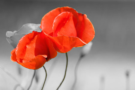 selective color photography of red poppies thumbnail
