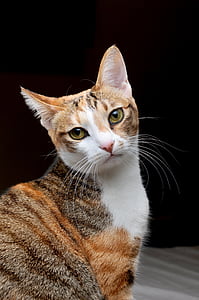 cat sitting on gray textile thumbnail