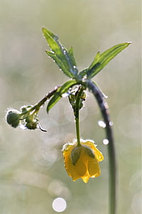 close-up photo of yellow petaled flower thumbnail