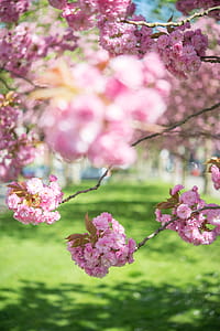 Selective Focus Photo of Pink Flowering Trees thumbnail