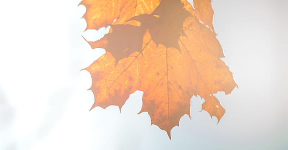 close-up photo of brown Maple leaf thumbnail