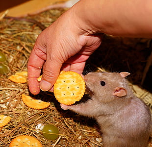 person feeding rat a biscuit thumbnail