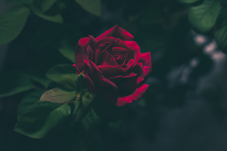 shallow focus photography of red rose thumbnail