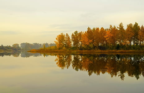 brown leaf forest near body of water thumbnail