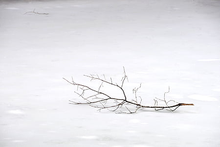 black tree branch on snow-covered field thumbnail