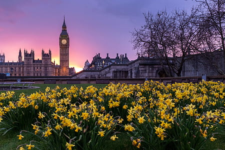 yellow flowers on top of green grasses during sunset thumbnail