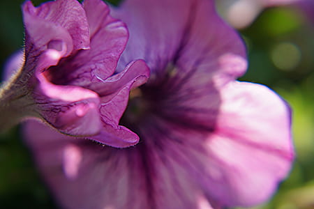 macro Photography of Malva Flower thumbnail
