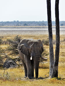 gray elephant beside tree thumbnail