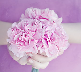 pink petaled flowers thumbnail