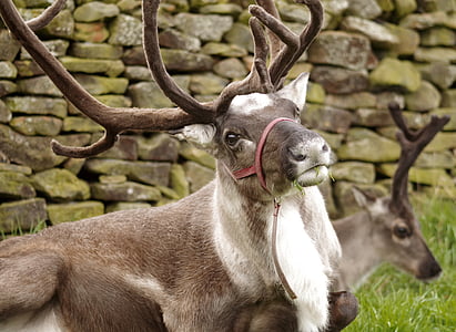 brown deer with red halter on mouth thumbnail