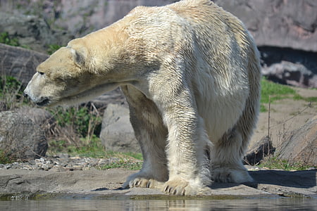 photography of polar bear near body of water thumbnail