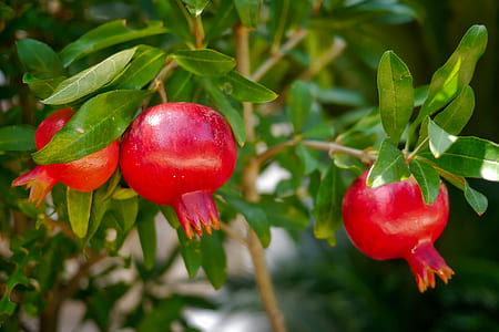 pomegranate fruits thumbnail