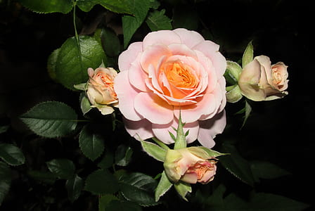 shallow focus photography of pink flowers thumbnail