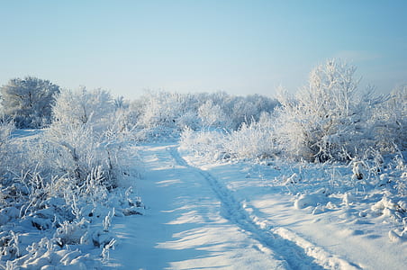 snow covered trees under white sky thumbnail