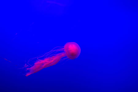 pink jellyfish underwater thumbnail