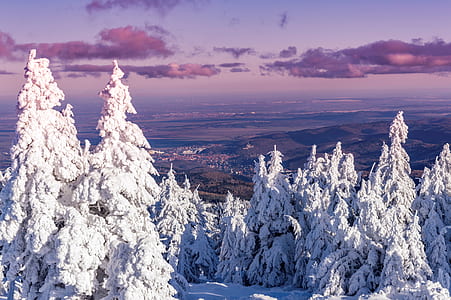 snow covered pine trees at daytime thumbnail