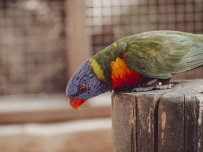 green, orange, and yellow parrot thumbnail