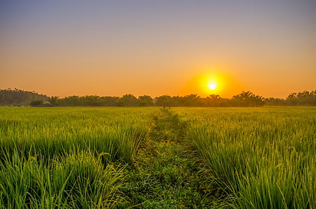 rice field during golden hour thumbnail