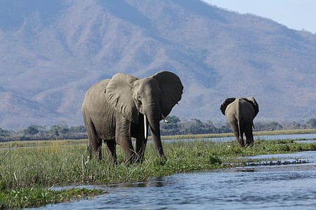 two gray elephans thumbnail