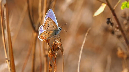 common blue butterfly perching on flower during daytime thumbnail