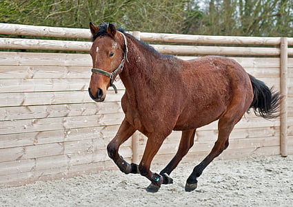 time-lapse photography of horse running inside wooden fenced course thumbnail