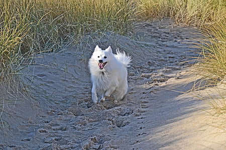 white Indian spitz thumbnail