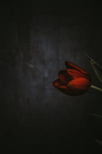 red rose flower thumbnail