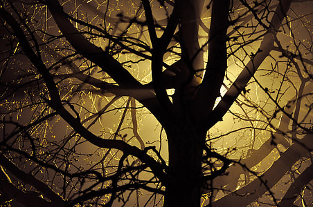 Light through the tree thumbnail