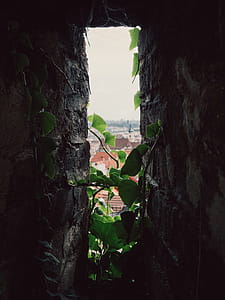 Green Leaves thumbnail