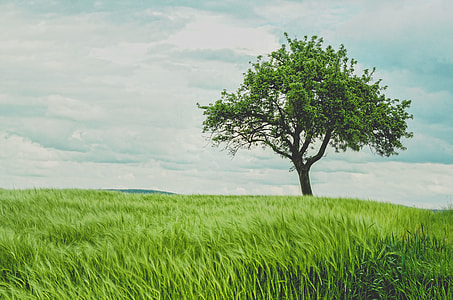 green leaved trees under white cloudy sky thumbnail