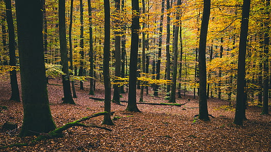 middle of forest thumbnail