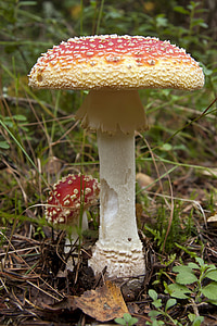 close-up photo of mushroom thumbnail