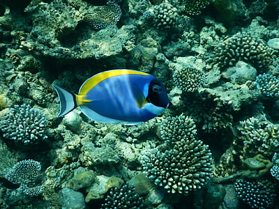 blue and yellow fish over the brown coral reefs thumbnail