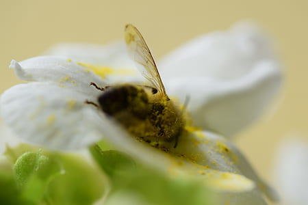 selective focus photography of honeybee perched on white petaled flower thumbnail