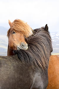 brown and black horse photo thumbnail