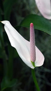 Peace liy in the greenhouse. thumbnail