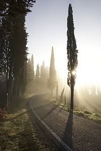 asphalt road surrounded by trees thumbnail