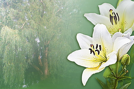 two white petaled flowers on green trees background thumbnail