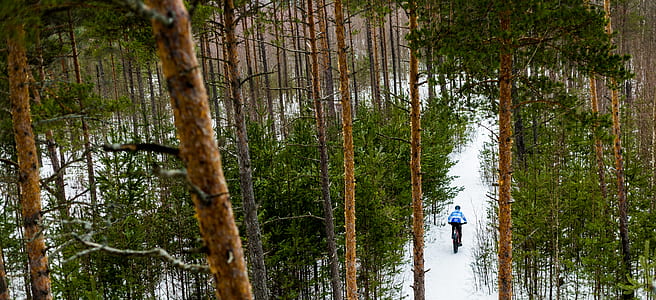 person driving bicycle between tall trees covered with snow at daytime thumbnail