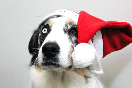 black and brown dog with santa hat thumbnail