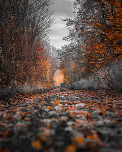 Photography of Fall Trees thumbnail