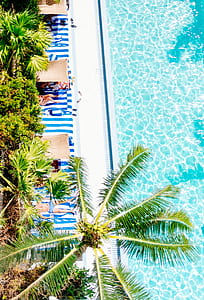 coconut tree growing near pool aerial photography thumbnail