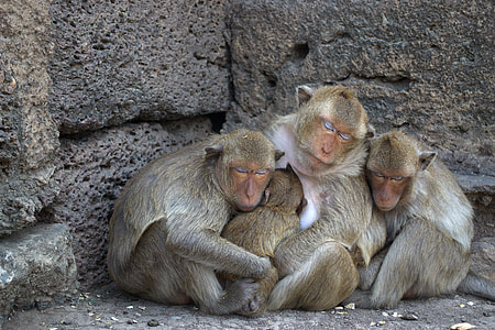 four monkeys beside concrete wall thumbnail